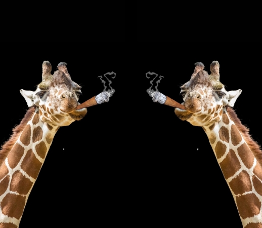 Girafe smoking cigare handyhüllen
