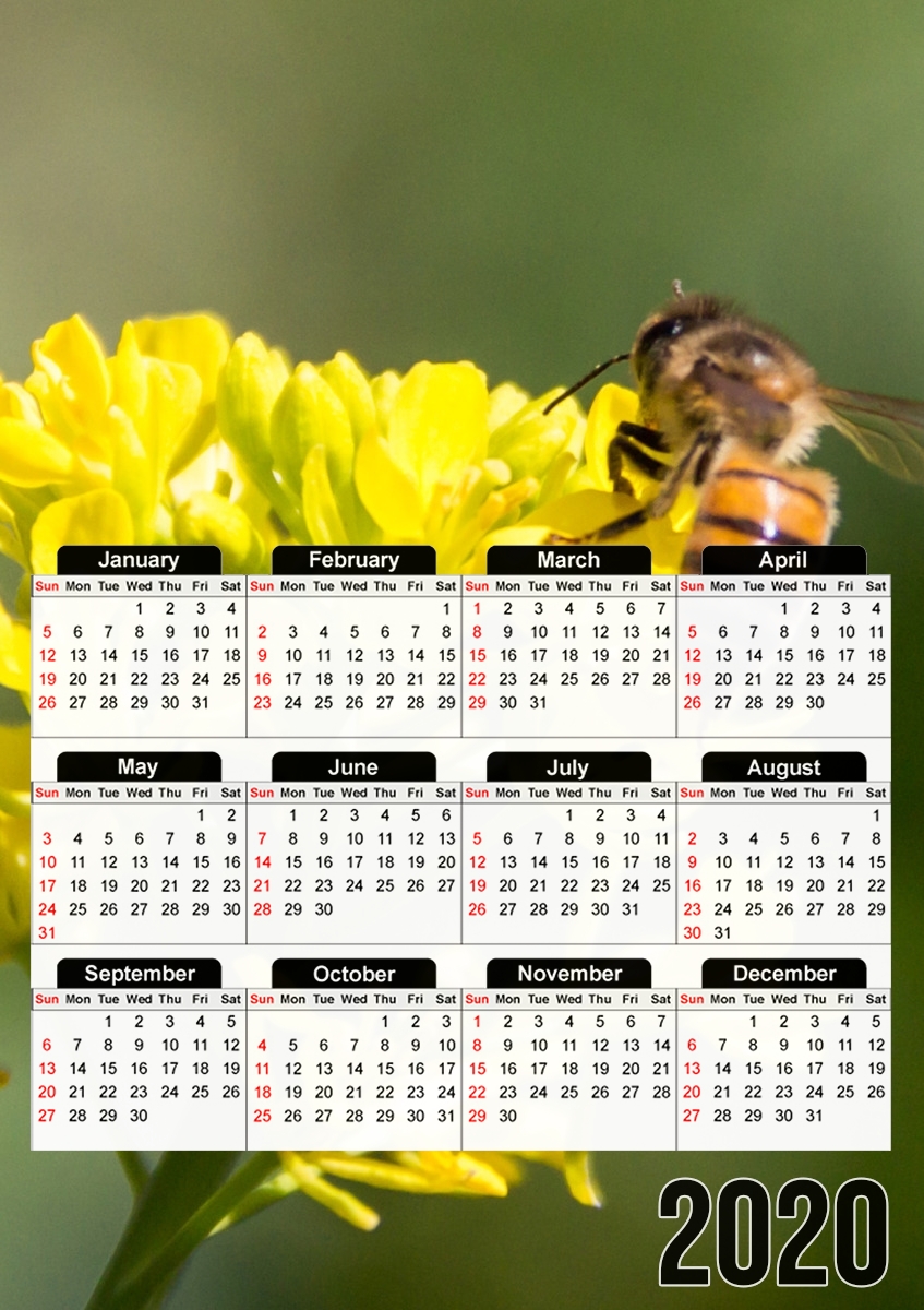 A bee in the yellow mustard flowers für A3 Fotokalender 30x43cm