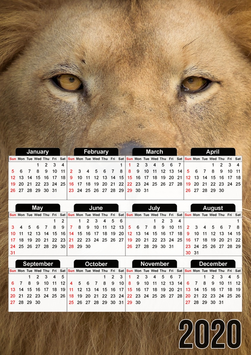 Africa Lion für A3 Fotokalender 30x43cm