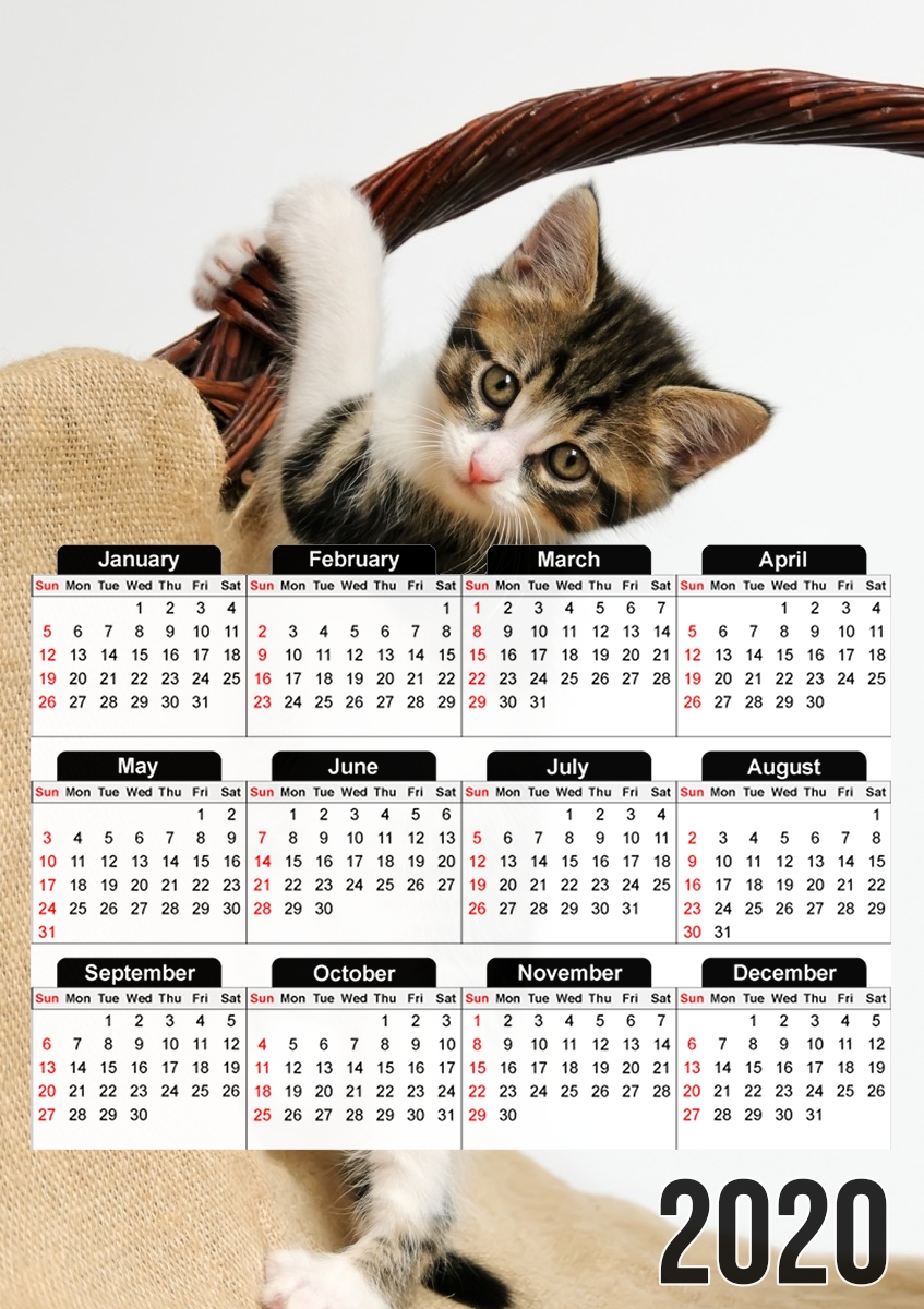 Baby Katze, niedliches Kätzchen klettert für A3 Fotokalender 30x43cm