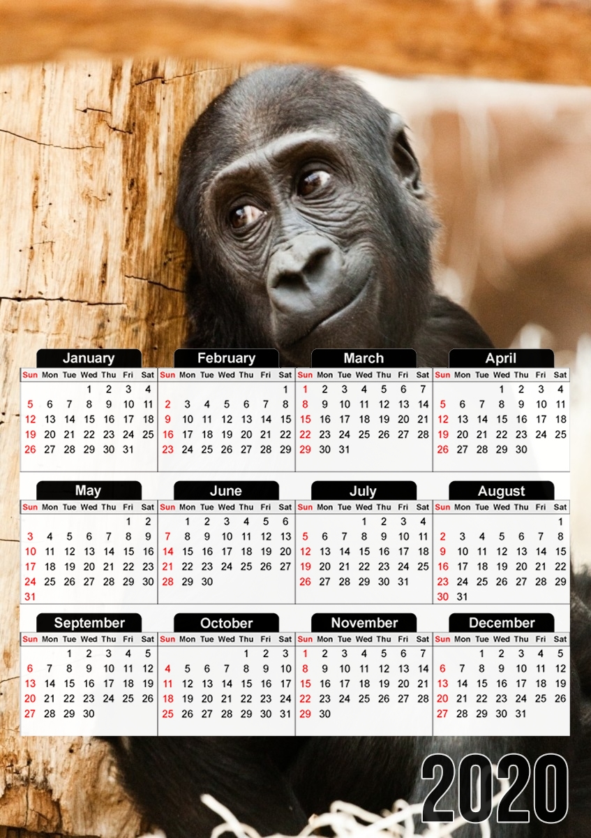 Baby Monkey für A3 Fotokalender 30x43cm