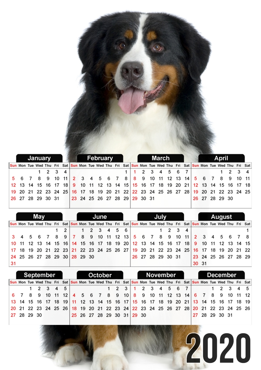 Bouvier bernois für A3 Fotokalender 30x43cm