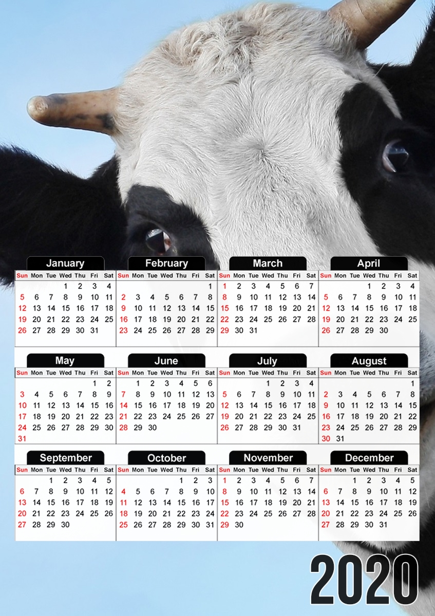 Cow für A3 Fotokalender 30x43cm