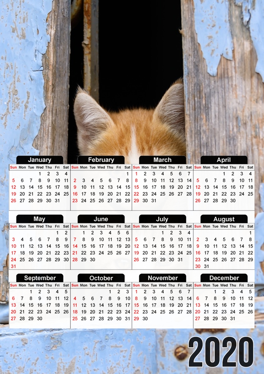 Junge Katzenkinder in einem alten Fenster für A3 Fotokalender 30x43cm