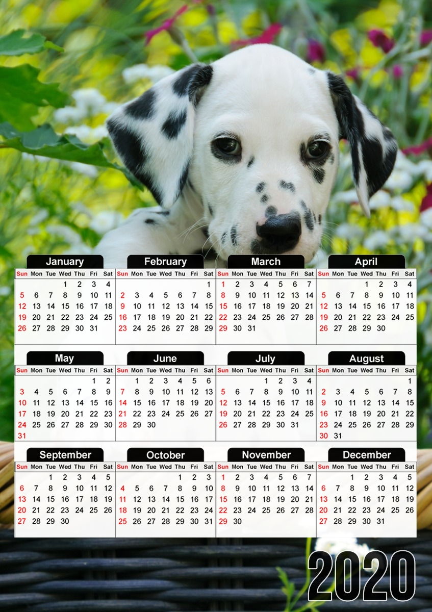 Dalmatiner Welpe in einem Korb  für A3 Fotokalender 30x43cm
