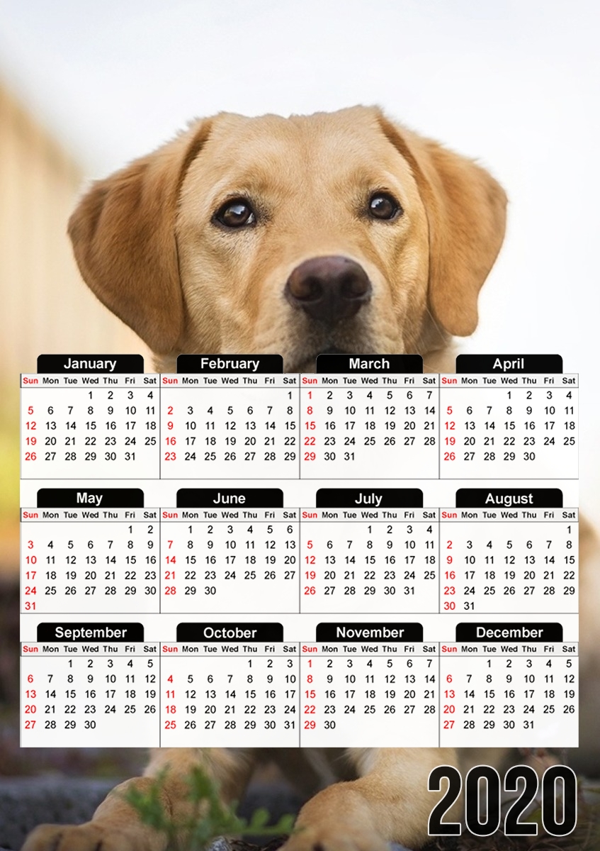 Labrador Dog für A3 Fotokalender 30x43cm