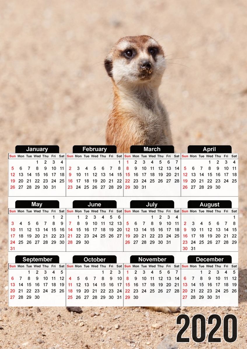 Meerkat für A3 Fotokalender 30x43cm