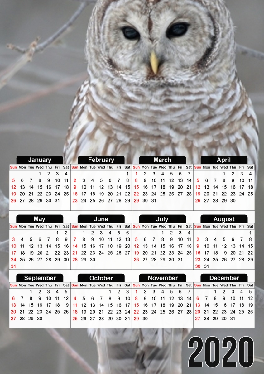 owl bird on a branch für A3 Fotokalender 30x43cm