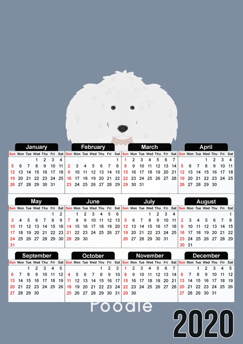 Poodle White für A3 Fotokalender 30x43cm