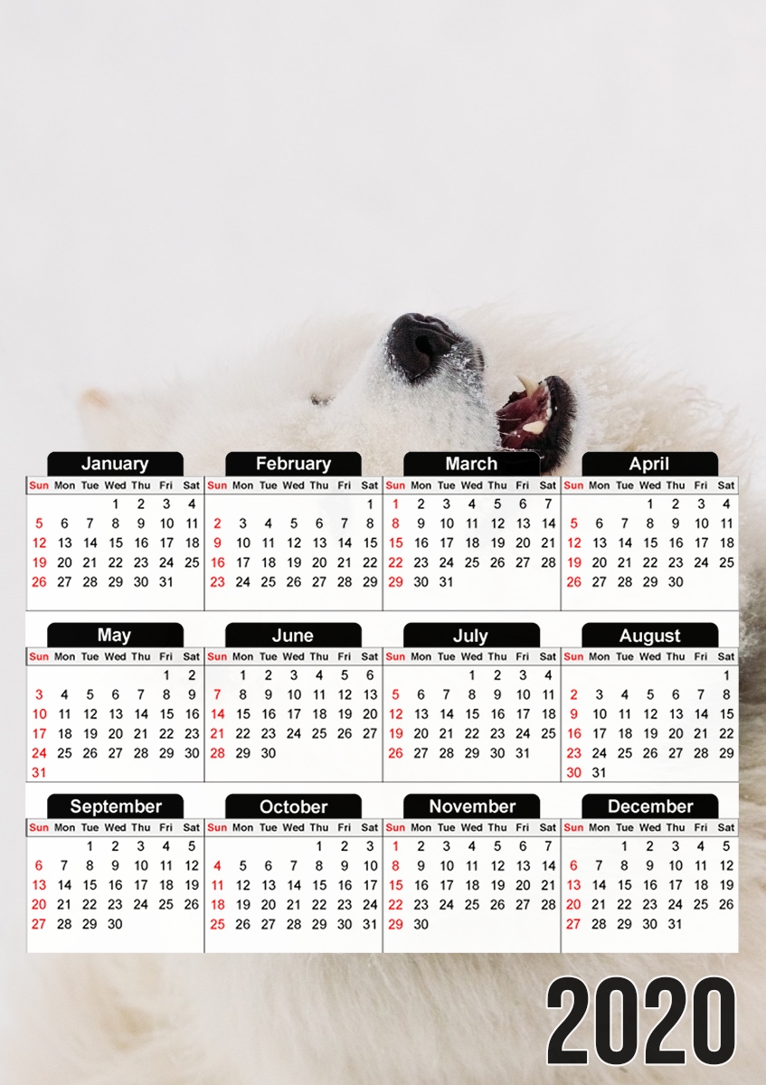 samoyede dog für A3 Fotokalender 30x43cm