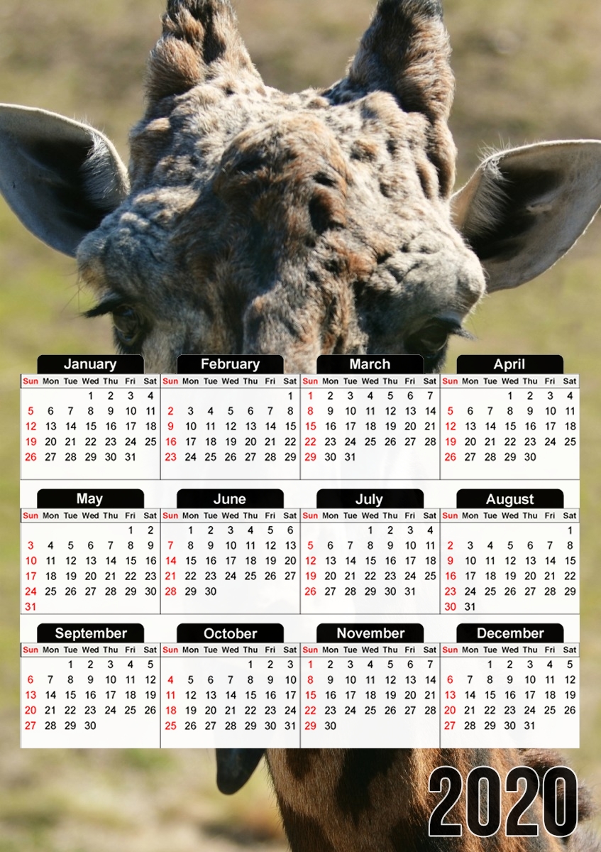 Sassy Pants Giraffe für A3 Fotokalender 30x43cm