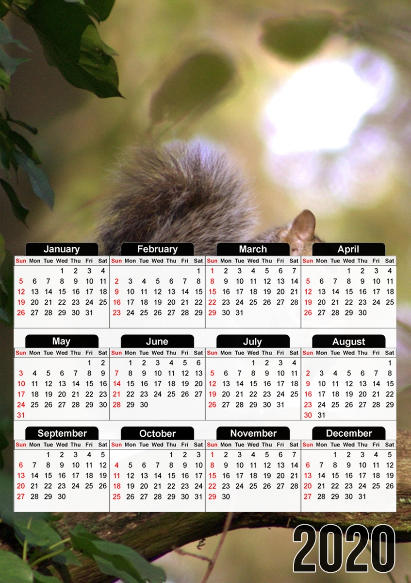 squirrel gentle für A3 Fotokalender 30x43cm